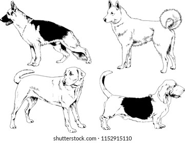 vector drawings sketches pedigree dogs in the racks drawn in ink by hand , objects with no background