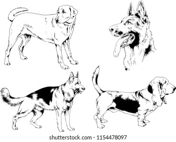 vector drawings sketches pedigree dogs in the racks drawn in ink by hand , objects with no background