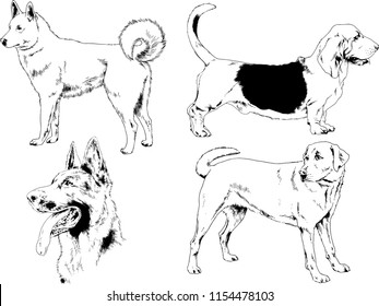 vector drawings sketches pedigree dogs in the racks drawn in ink by hand , objects with no background