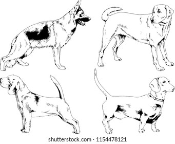 vector drawings sketches pedigree dogs in the racks drawn in ink by hand , objects with no background