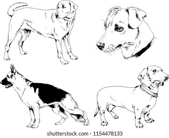 vector drawings sketches pedigree dogs in the racks drawn in ink by hand , objects with no background