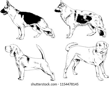 vector drawings sketches pedigree dogs in the racks drawn in ink by hand , objects with no background