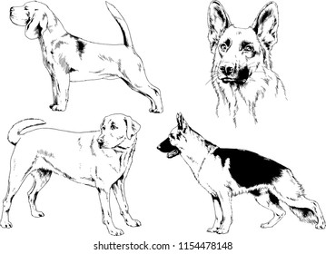 vector drawings sketches pedigree dogs in the racks drawn in ink by hand , objects with no background