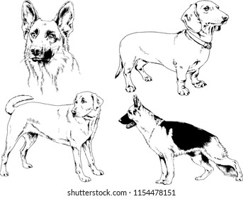vector drawings sketches pedigree dogs in the racks drawn in ink by hand , objects with no background