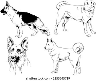 vector drawings sketches pedigree dogs in the racks drawn in ink by hand , objects with no background