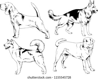 vector drawings sketches pedigree dogs in the racks drawn in ink by hand , objects with no background