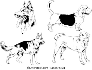 vector drawings sketches pedigree dogs in the racks drawn in ink by hand , objects with no background