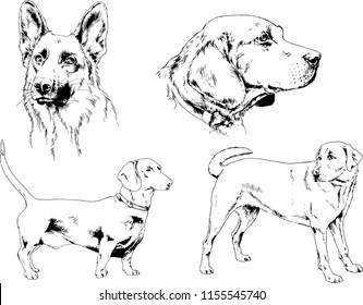 vector drawings sketches pedigree dogs in the racks drawn in ink by hand , objects with no background