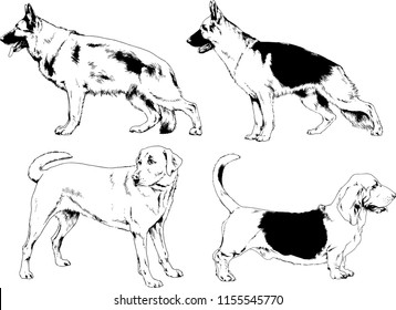 vector drawings sketches pedigree dogs in the racks drawn in ink by hand , objects with no background