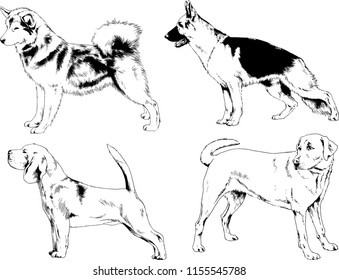 vector drawings sketches pedigree dogs in the racks drawn in ink by hand , objects with no background