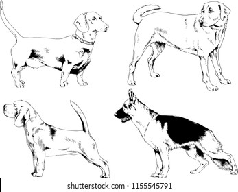 vector drawings sketches pedigree dogs in the racks drawn in ink by hand , objects with no background