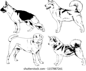 vector drawings sketches pedigree dogs in the racks drawn in ink by hand , objects with no background