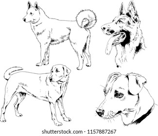 vector drawings sketches pedigree dogs in the racks drawn in ink by hand , objects with no background