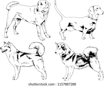 vector drawings sketches pedigree dogs in the racks drawn in ink by hand , objects with no background