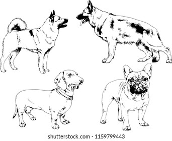 vector drawings sketches pedigree dogs in the racks drawn in ink by hand , objects with no background