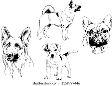 vector drawings sketches pedigree dogs in the racks drawn in ink by hand , objects with no background