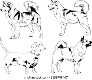 vector drawings sketches pedigree dogs in the racks drawn in ink by hand , objects with no background
