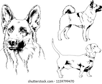 vector drawings sketches pedigree dogs in the racks drawn in ink by hand , objects with no background