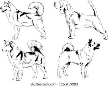 vector drawings sketches pedigree dogs in the racks drawn in ink by hand , objects with no background