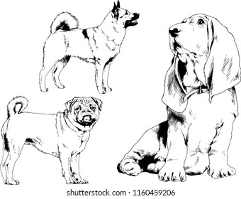 vector drawings sketches pedigree dogs in the racks drawn in ink by hand , objects with no background