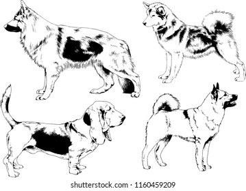 vector drawings sketches pedigree dogs in the racks drawn in ink by hand , objects with no background