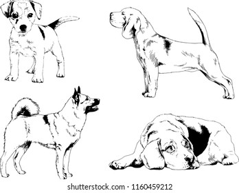 vector drawings sketches pedigree dogs in the racks drawn in ink by hand , objects with no background