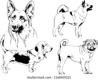 vector drawings sketches pedigree dogs in the racks drawn in ink by hand , objects with no background