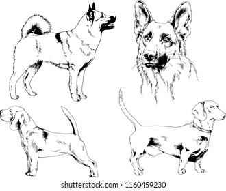 vector drawings sketches pedigree dogs in the racks drawn in ink by hand , objects with no background