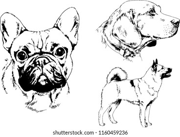 vector drawings sketches pedigree dogs in the racks drawn in ink by hand , objects with no background