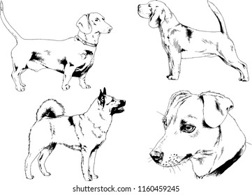 vector drawings sketches pedigree dogs in the racks drawn in ink by hand , objects with no background