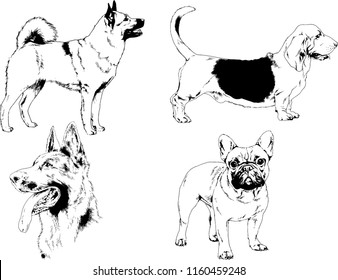 vector drawings sketches pedigree dogs in the racks drawn in ink by hand , objects with no background