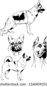 vector drawings sketches pedigree dogs in the racks drawn in ink by hand , objects with no background