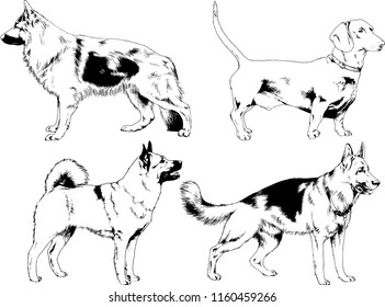 vector drawings sketches pedigree dogs in the racks drawn in ink by hand , objects with no background