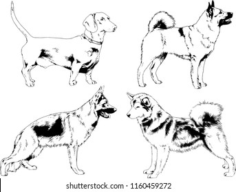 vector drawings sketches pedigree dogs in the racks drawn in ink by hand , objects with no background