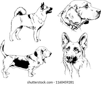 vector drawings sketches pedigree dogs in the racks drawn in ink by hand , objects with no background