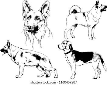 vector drawings sketches pedigree dogs in the racks drawn in ink by hand , objects with no background