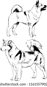 vector drawings sketches pedigree dogs in the racks drawn in ink by hand , objects with no background