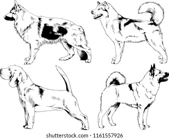 vector drawings sketches pedigree dogs in the racks drawn in ink by hand , objects with no background