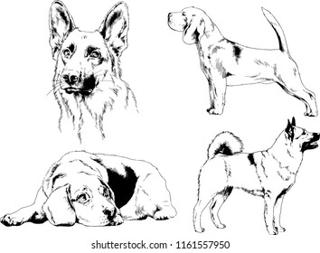 vector drawings sketches pedigree dogs in the racks drawn in ink by hand , objects with no background