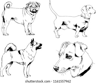 vector drawings sketches pedigree dogs in the racks drawn in ink by hand , objects with no background