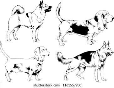 vector drawings sketches pedigree dogs in the racks drawn in ink by hand , objects with no background