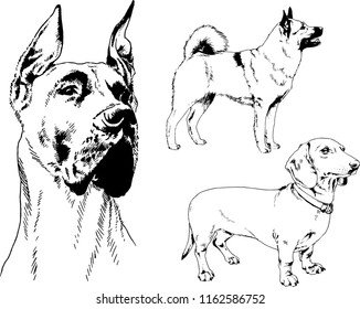 vector drawings sketches pedigree dogs in the racks drawn in ink by hand , objects with no background