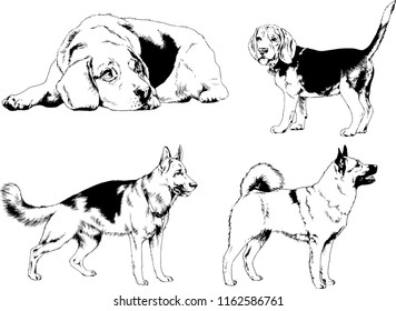 vector drawings sketches pedigree dogs in the racks drawn in ink by hand , objects with no background