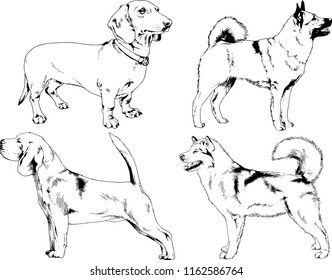 vector drawings sketches pedigree dogs in the racks drawn in ink by hand , objects with no background