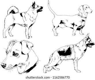 vector drawings sketches pedigree dogs in the racks drawn in ink by hand , objects with no background