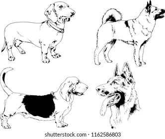 vector drawings sketches pedigree dogs in the racks drawn in ink by hand , objects with no background
