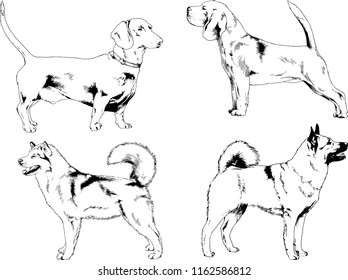 vector drawings sketches pedigree dogs in the racks drawn in ink by hand , objects with no background