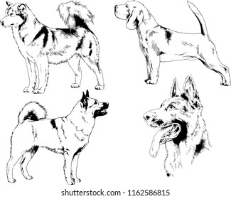 vector drawings sketches pedigree dogs in the racks drawn in ink by hand , objects with no background