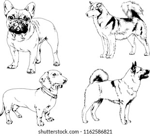 vector drawings sketches pedigree dogs in the racks drawn in ink by hand , objects with no background