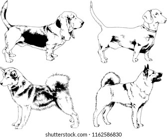 vector drawings sketches pedigree dogs in the racks drawn in ink by hand , objects with no background